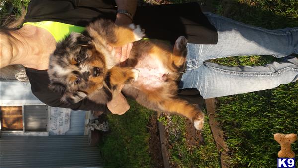 JH Awesome Aussies Picture 1